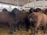 Bélier, Moutons — photo 1