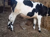 Bull, Russian Black pied cattle — photo 1