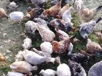 Chickens — الصورة 5