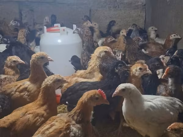 Chickens