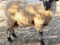 Ovan, Shroshire sheep — fotografija 3