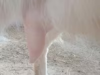 Koza, Russian White goat — fotografija 2