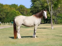 Kobila, Skyros Pony — fotografija 3