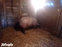 मादा सूअर, सूअर — फ़ोटो 3