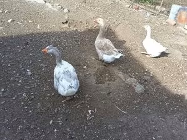 Geese — Hongrie