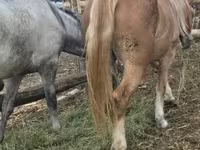 母马, Horses — 照片 2