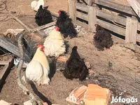 Pekinška bantam — fotografija 2