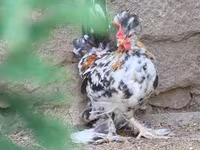 Chickens — fotografija 1