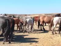 Pastuv, Mugalzhar horse — fotografija 6
