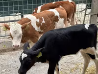 Bull, Simmental cattle — photo 5
