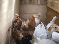 Chickens — Foto 3