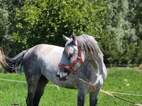 Cavalo, Cavalos — foto 5