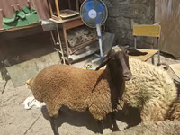 भेड़, भेड़ — फ़ोटो 7