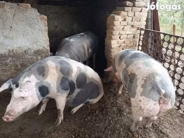 Verro, Cerdos