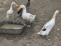 Geese — fotografija 6