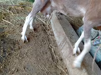Koza, LaMancha goats — zdjęcie 4