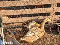 Ducks — foto 6