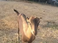 Goat, Goats — photo 1