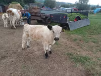 Bulle, Galloway-Rind — Foto 1