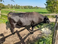 Byk, Aberdeńsko-anguska — zdjęcie 2