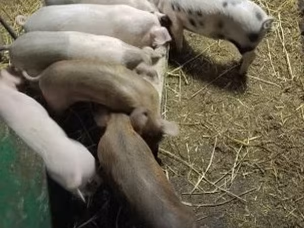 Locha, Świnie — Węgry
