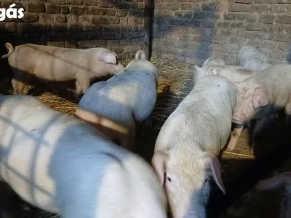 Suínos (lote, sexo não especificado), Porcos — Hungria