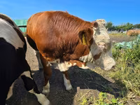 雄牛, Swiss cattle — 写真 5
