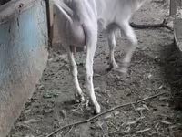 Goat, Saanen goat — photo 7