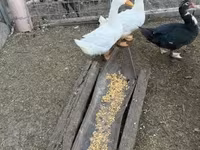 Ducks — फ़ोटो 3
