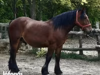 公马, Horses — 照片 3