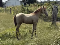 Pastuv, Kentucky mountain daddle horse — fotografija 7