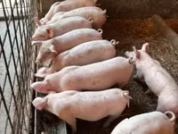 Porcs (lot, sexe non indiqué) — photo 4