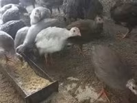 Guinea fowl — Foto 5