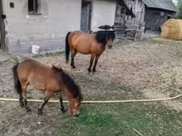 Égua, Cavalos — foto 1