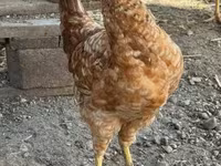Chickens — fotografija 6