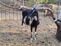 Коза, Toggenburg goat — фото 8