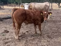 Buqa, Simmental cattle — 1-rasm
