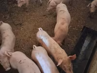 母猪, Pigs — 照片 3