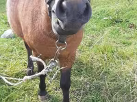 Pastuv, American shetland pony — fotografija 2