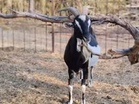 Коза, Toggenburg goat — фото 5