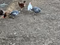 Guinea fowl — फ़ोटो 1