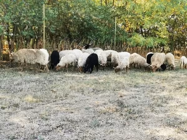 Қой, Racka sheep