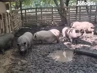 Sow, Вьетнамская вислобрюхая — photo 6