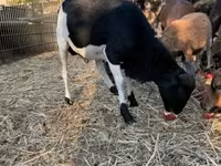 Қошқар, Cameroon sheep — 8-сурет