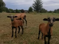 نعجة, Cameroon sheep — الصورة 1