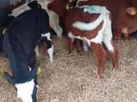 Touro, Simmental cattle — foto 5