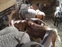 Sheep, Cameroon sheep — photo 1