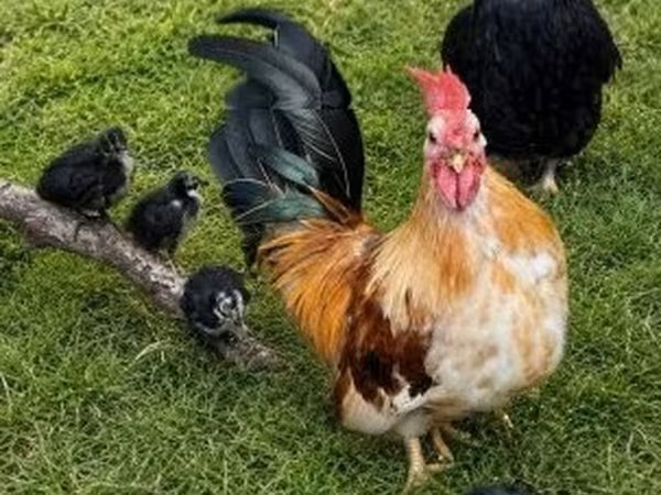 Yapon Bantam — Macarıstan