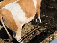 Cow, Simmental cattle — photo 1