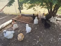 Chickens — zdjęcie 1
